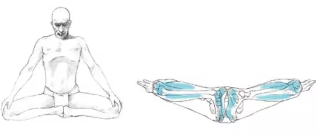 瑜伽的基本坐姿图，你一定需要
