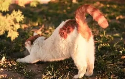 猫式瑜伽有什么好处？