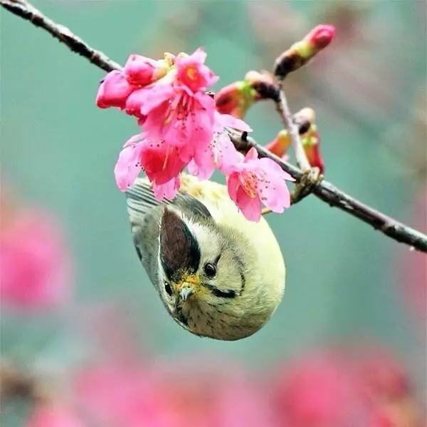 瑜伽唯识学你知道是什么吗？