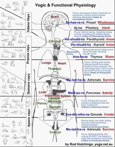 经络瑜伽的全部体式，你知道哪些体式对应哪些经络吗？