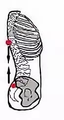 学好脊椎理疗瑜伽必备知识：关于脊椎的几件事
