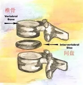 学好脊椎理疗瑜伽必备知识:关于脊椎的几件事